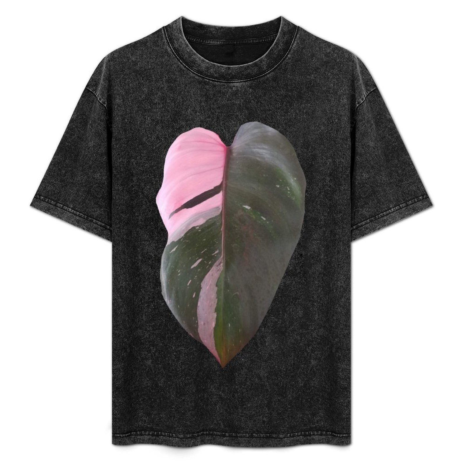 Pink Princess Philodendron Lea - Philodendron Pink Princess review and price