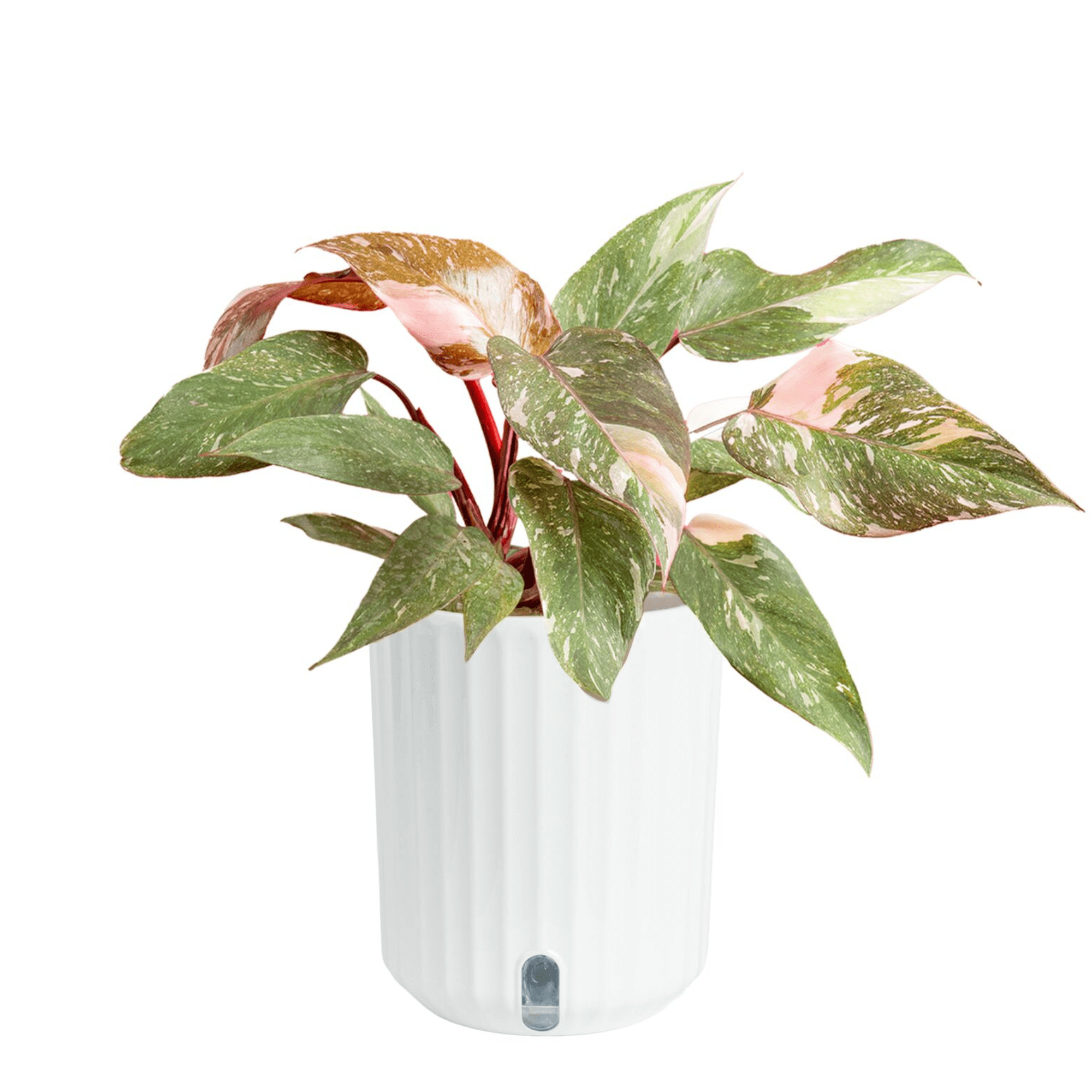 Pink Princess Philodendron Liv - Philodendron Pink Princess review and price
