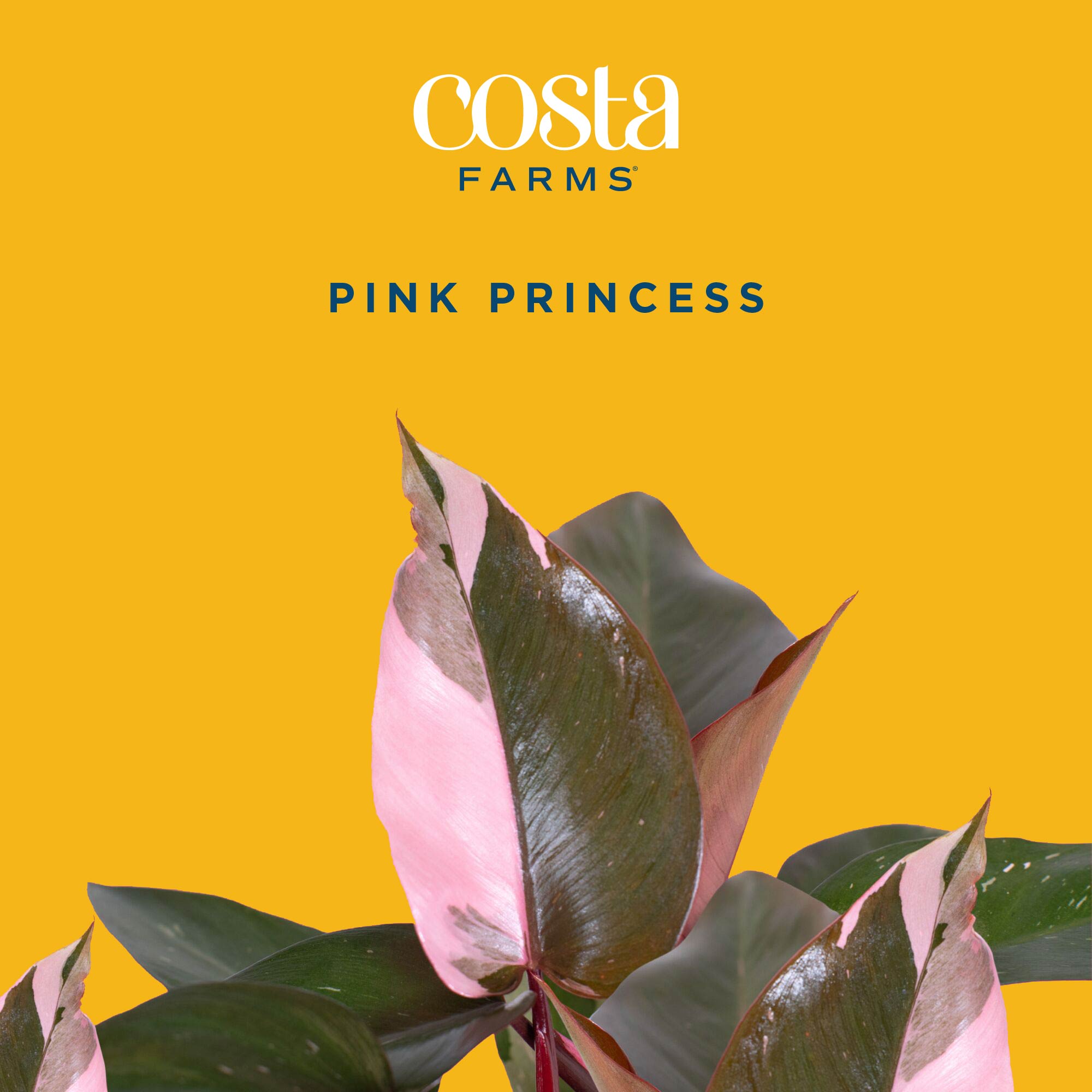 Pink Princess Philodendron Liv - Philodendron Pink Princess review and price